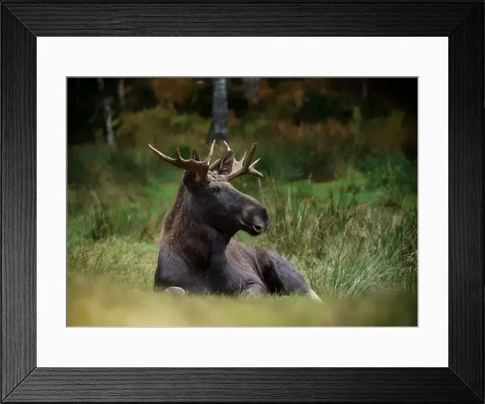 Framed Print : European moose, (Alces alces), Markaryd Framed Print : European moose, (Alces alces), Markaryd