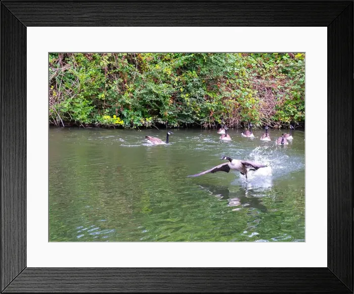 Framed Print : Canada geese on and taking off from river Thames at Windsor Framed Print : Canada geese on and taking off from river Thames at Windsor