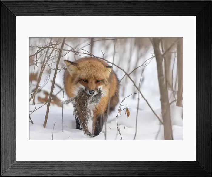 Framed Print : The hunter, red fox with prey, eastern gray squirrel Framed Print : The hunter, red fox with prey, eastern gray squirrel