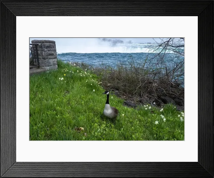 Framed Print : A mother goose makes a poor nesting choice by Niagara Falls Framed Print : A mother goose makes a poor nesting choice by Niagara Falls