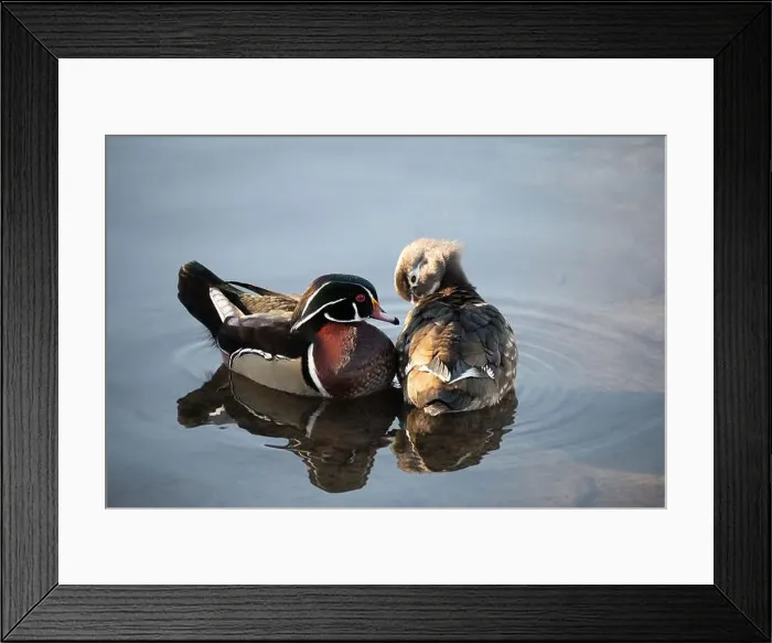 Framed Print : Male and female wood ducks in a lake in British Columbia, Canada Framed Print : Male and female wood ducks in a lake in British Columbia, Canada