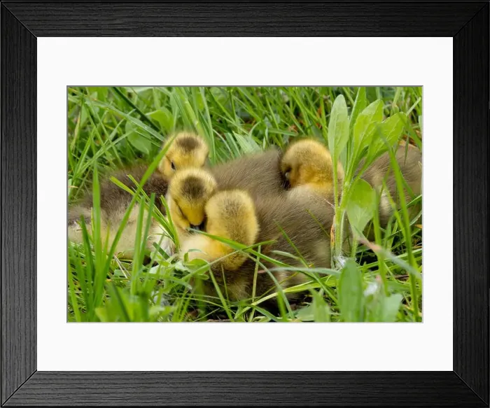 Framed Print : Four goslings are huddled together (near Niagara Falls) to keep warm Framed Print : Four goslings are huddled together (near Niagara Falls) to keep warm