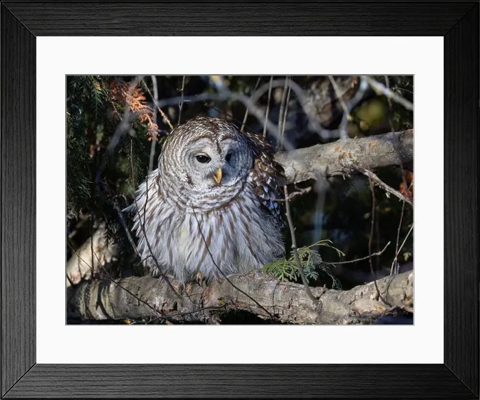 Framed Print : A Barred owl (Strix varia) perched in a tree in the winter forest in Canada Framed Print : A Barred owl (Strix varia) perched in a tree in the winter forest in Canada