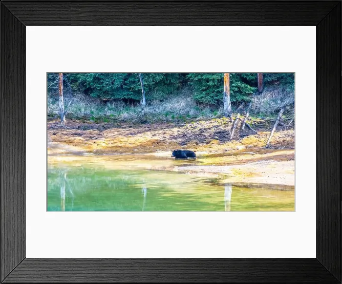 Framed Print : A wild American Black Bear just out of the forest