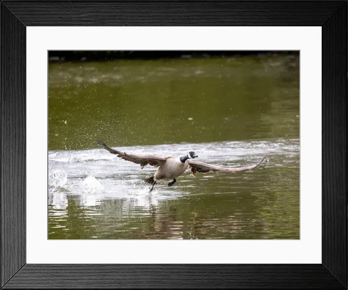 Framed Print : Canada Goose Taking Off on a Lake Framed Print : Canada Goose Taking Off on a Lake
