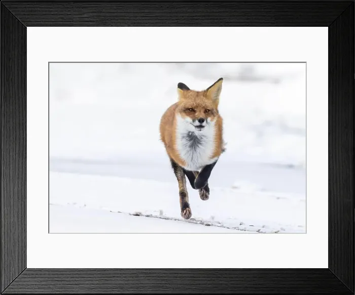 Framed Print : Red fox running in winter Framed Print : Red fox running in winter