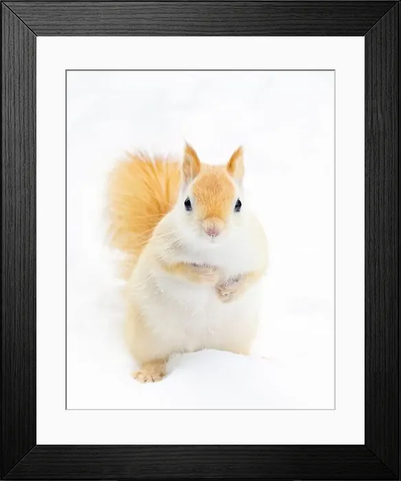 Framed Print : White squirrel (leucistic red squirrel) standing in the snow on a cold winter morning in Canada Framed Print : White squirrel (leucistic red squirrel) standing in the snow on a cold winter morning in Canada