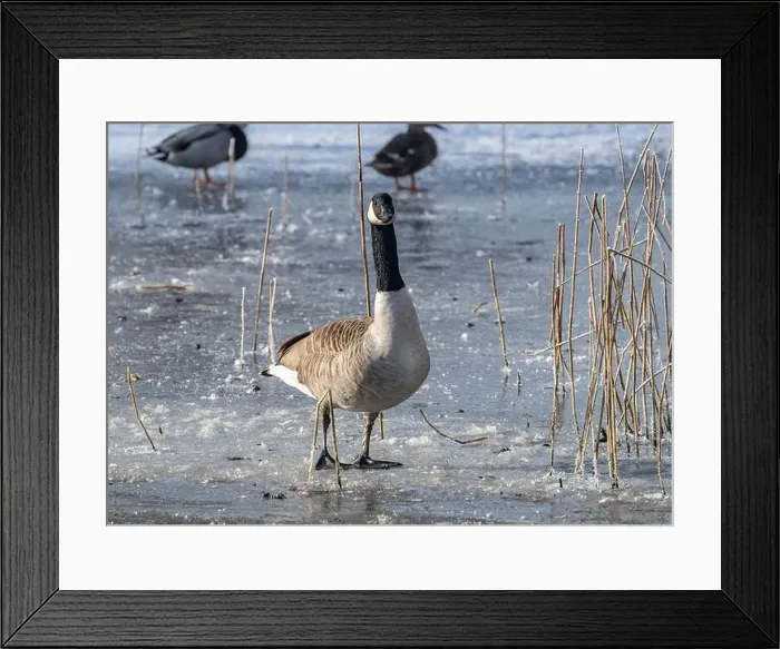 Framed Print : Canada goose in the cold weather Framed Print : Canada goose in the cold weather