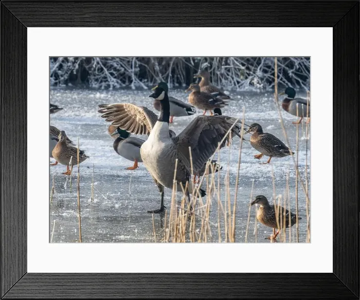 Framed Print : Canada goose in the cold weather Framed Print : Canada goose in the cold weather