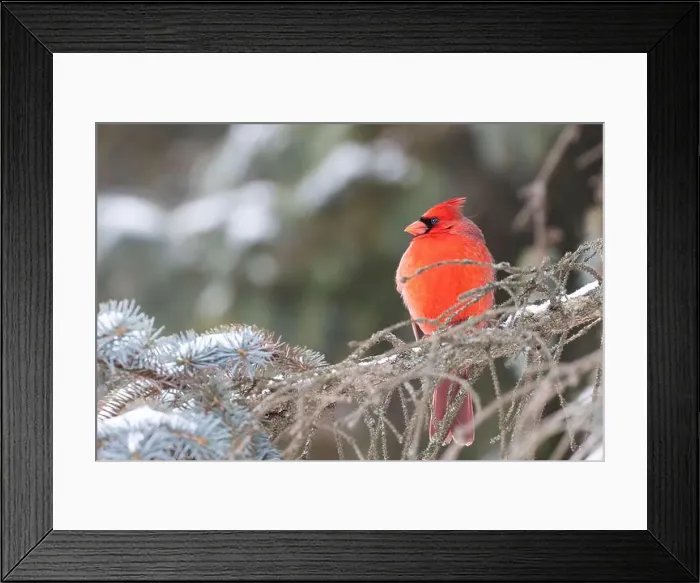 Framed Print : Male northern cardinal (Cardinalis cardinalis) in winter Framed Print : Male northern cardinal (Cardinalis cardinalis) in winter