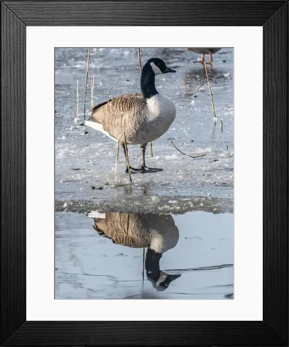 Framed Print : Canada goose in the cold weather Framed Print : Canada goose in the cold weather