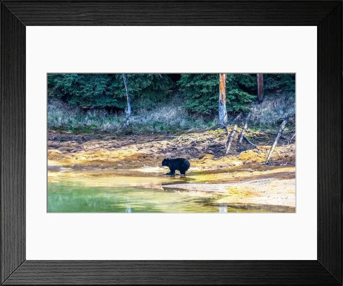 Framed Print : A wild American Black Bear just out of the forest Framed Print : A wild American Black Bear just out of the forest