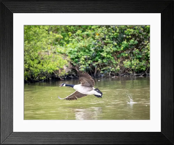 Framed Print : Canada Goose Taking Off on a Lake Framed Print : Canada Goose Taking Off on a Lake