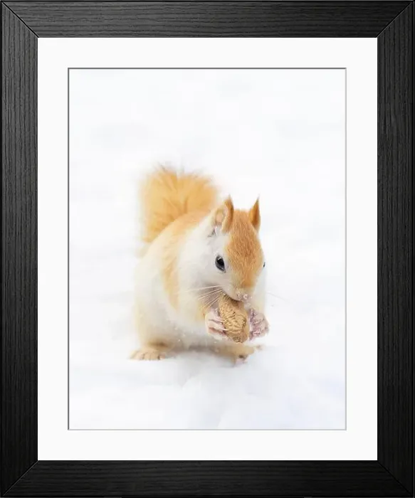 Framed Print : White squirrel (leucistic red squirrel) standing in the snow on a cold winter morning in Canada Framed Print : White squirrel (leucistic red squirrel) standing in the snow on a cold winter morning in Canada
