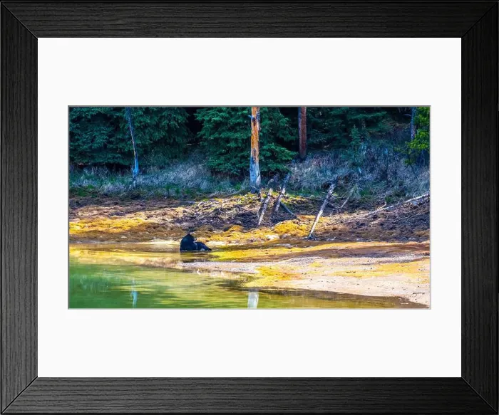 Framed Print : A wild American Black Bear just out of the forest Framed Print : A wild American Black Bear just out of the forest