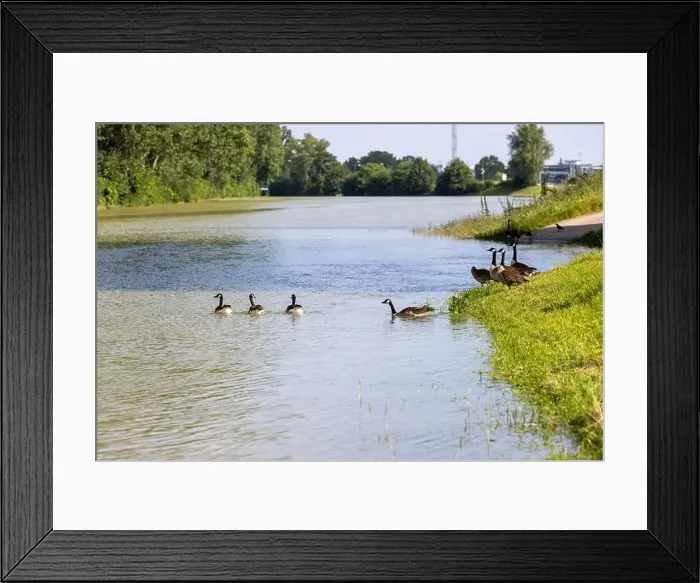 Framed Print : A group of Canada geese near the edge of a river Framed Print : A group of Canada geese near the edge of a river