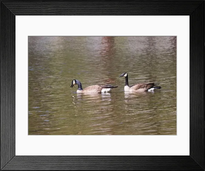 Framed Print : A pair of Canadian geese (Branta canadensis) foraging in the shallow waters of Blue Lake Framed Print : A pair of Canadian geese (Branta canadensis) foraging in the shallow waters of Blue Lake