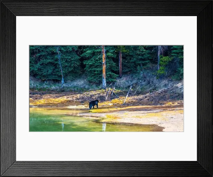 Framed Print : A wild American Black Bear just out of the forest Framed Print : A wild American Black Bear just out of the forest