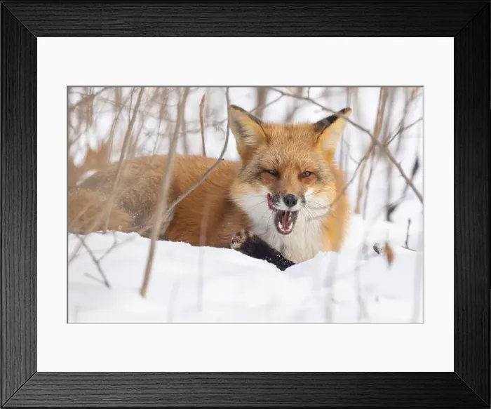 Framed Print : Red fox in harsh Canadian winter Framed Print : Red fox in harsh Canadian winter