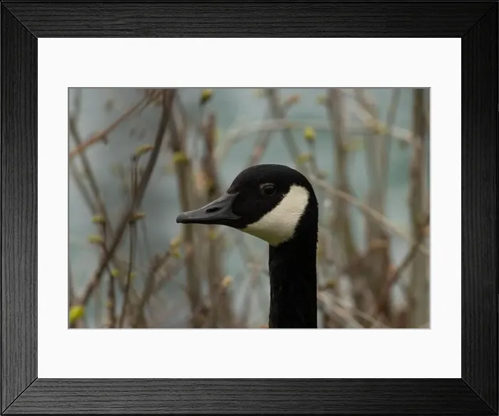 Framed Print : A macro of a Canada goose along the Niagara River Framed Print : A macro of a Canada goose along the Niagara River