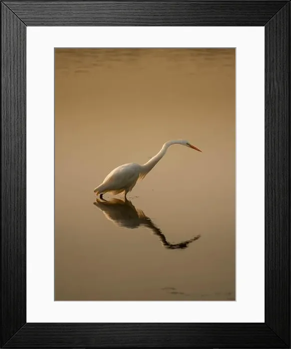 Framed Print : A graceful great egret wades through shallow water Framed Print : A graceful great egret wades through shallow water