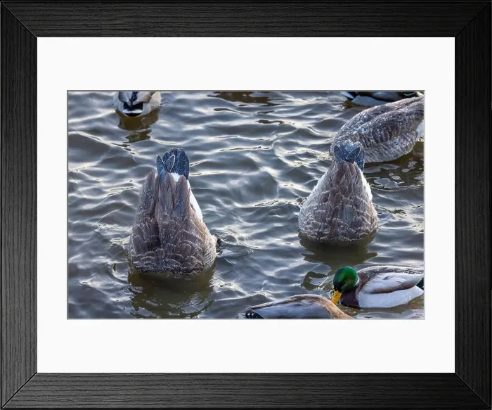 Framed Print : Dabbling Canada geeze Framed Print : Dabbling Canada geeze
