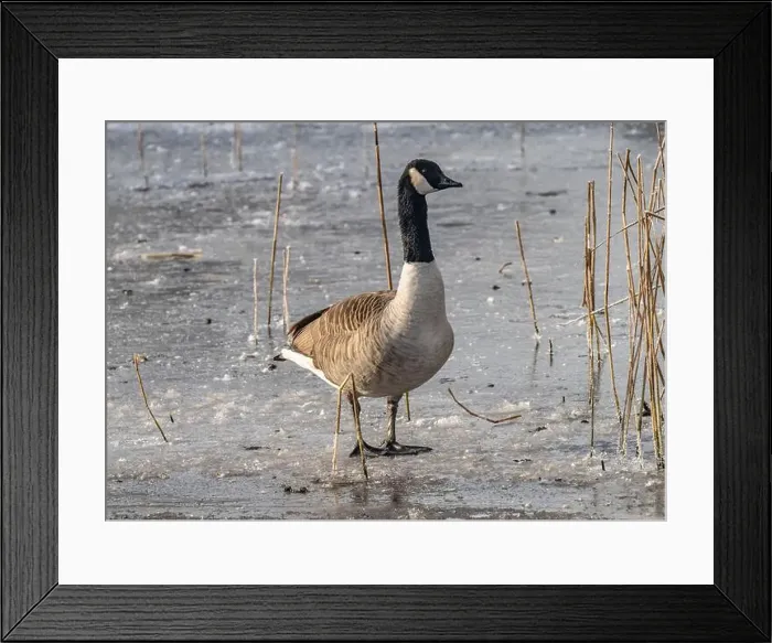 Framed Print : Canada goose in the cold weather Framed Print : Canada goose in the cold weather