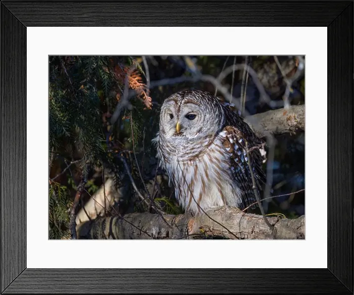 Framed Print : A Barred owl (Strix varia) perched in a tree in the winter forest in Canada Framed Print : A Barred owl (Strix varia) perched in a tree in the winter forest in Canada