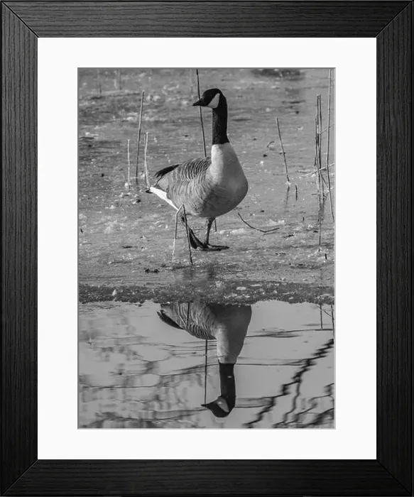 Framed Print : Canada goose in the cold weather