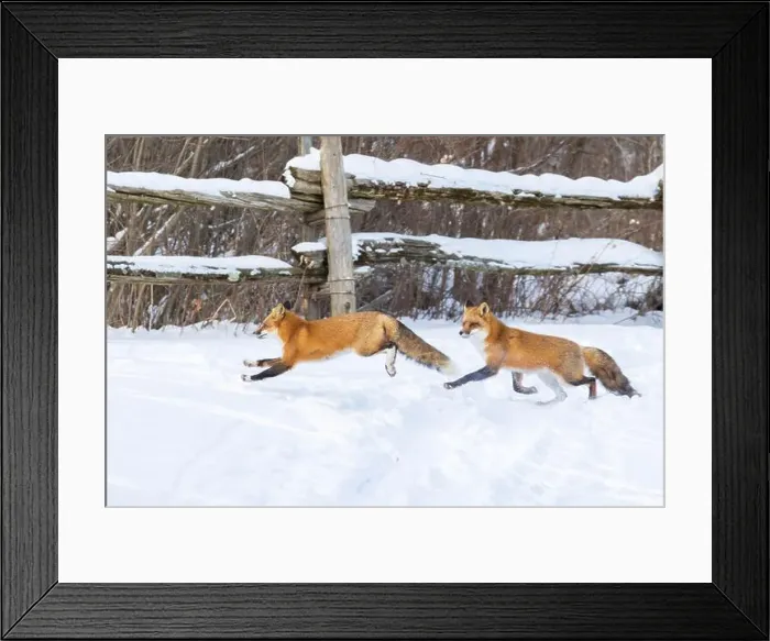 Framed Print : Red fox pair in harsh Canadian winter Framed Print : Red fox pair in harsh Canadian winter