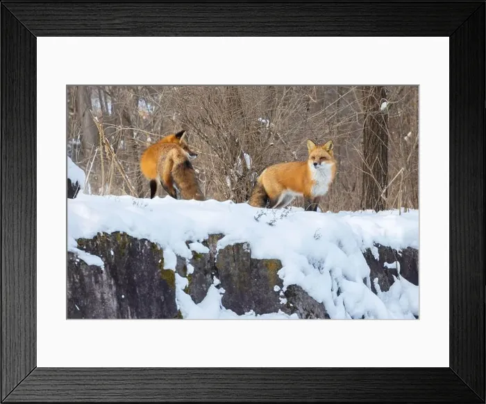 Framed Print : Red fox pair in harsh Canadian winter Framed Print : Red fox pair in harsh Canadian winter