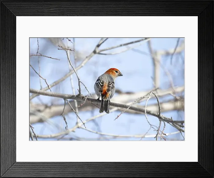 Framed Print : Pine Grosbeak (Pinicola enucleator) perched on a frosty branch Framed Print : Pine Grosbeak (Pinicola enucleator) perched on a frosty branch