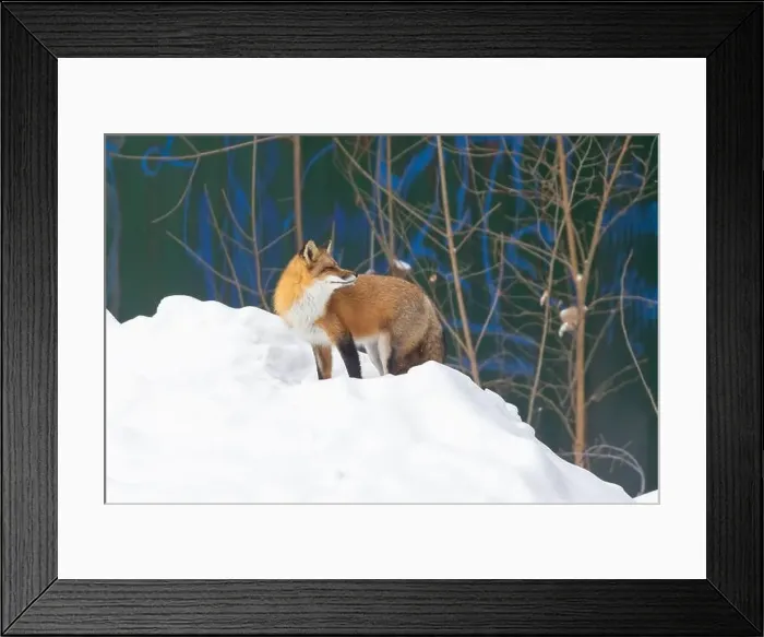 Framed Print : Urban fox in front of graffiti wall Framed Print : Urban fox in front of graffiti wall