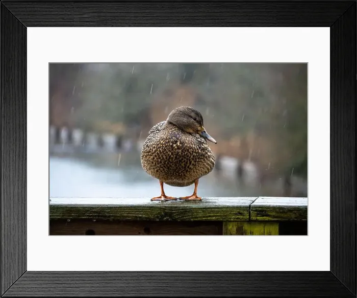 Framed Print : Female mallard duck during a rainy day at a pond in British Columbia Framed Print : Female mallard duck during a rainy day at a pond in British Columbia