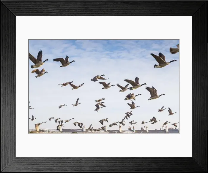 Framed Print : Close up of a flock of Canadian Geese taking off at Crosby near Liverpool with rooftops of seafront houses Framed Print : Close up of a flock of Canadian Geese taking off at Crosby near Liverpool with rooftops of seafront houses