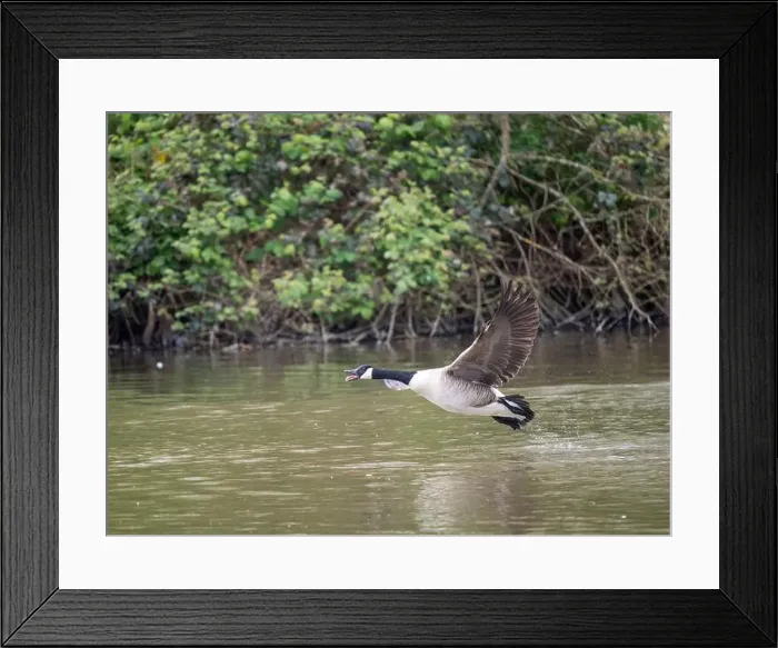 Framed Print : Canada Goose Taking Off on a Lake Framed Print : Canada Goose Taking Off on a Lake