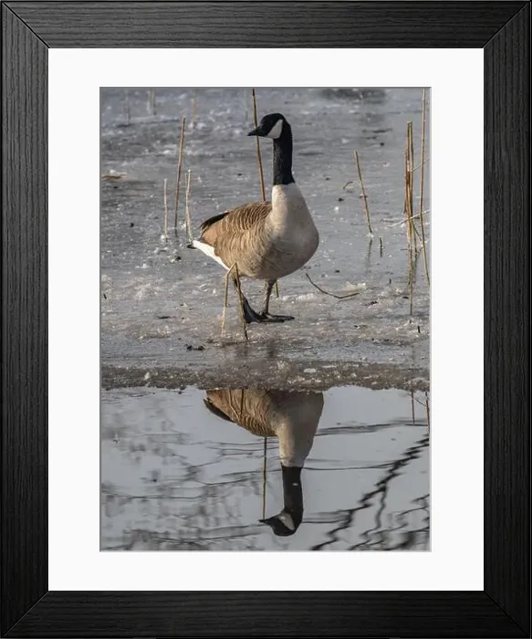Framed Print : Canada goose in the cold weather Framed Print : Canada goose in the cold weather