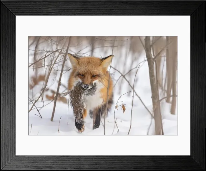 Framed Print : The hunter, red fox with prey, eastern gray squirrel Framed Print : The hunter, red fox with prey, eastern gray squirrel