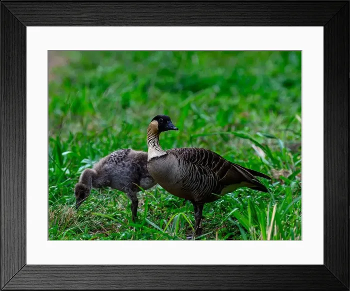 Framed Print : Do the NeNe! Framed Print : Do the NeNe!