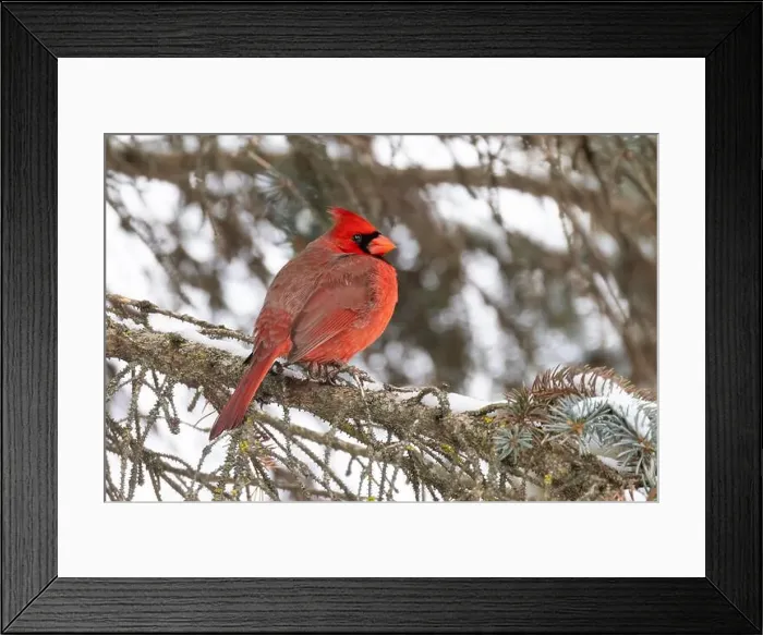 Framed Print : Male northern cardinal (Cardinalis cardinalis) in winter Framed Print : Male northern cardinal (Cardinalis cardinalis) in winter