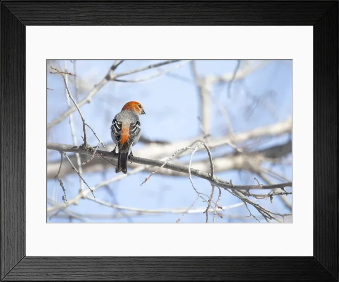 Framed Print : Pine Grosbeak (Pinicola enucleator) perched on a frosty branch
