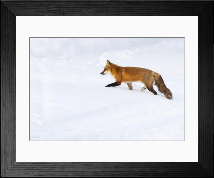 Framed Print : Red fox in harsh Canadian winter Framed Print : Red fox in harsh Canadian winter
