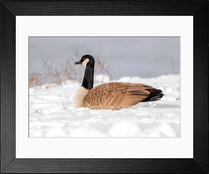 Framed Print : Canada goose sits in the snow on a tranquil winter day in Iowa Framed Print : Canada goose sits in the snow on a tranquil winter day in Iowa