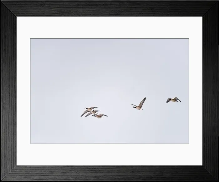 Framed Print : SEASONAL WINTER IN Ontario Framed Print : SEASONAL WINTER IN Ontario