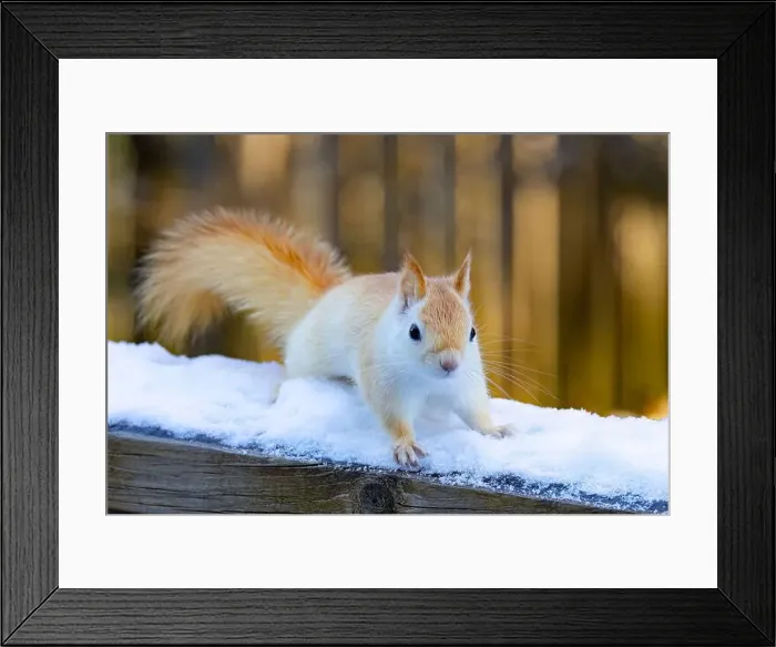 Framed Print : White squirrel (leucistic red squirrel) standing in the snow on a cold winter morning in Canada Framed Print : White squirrel (leucistic red squirrel) standing in the snow on a cold winter morning in Canada
