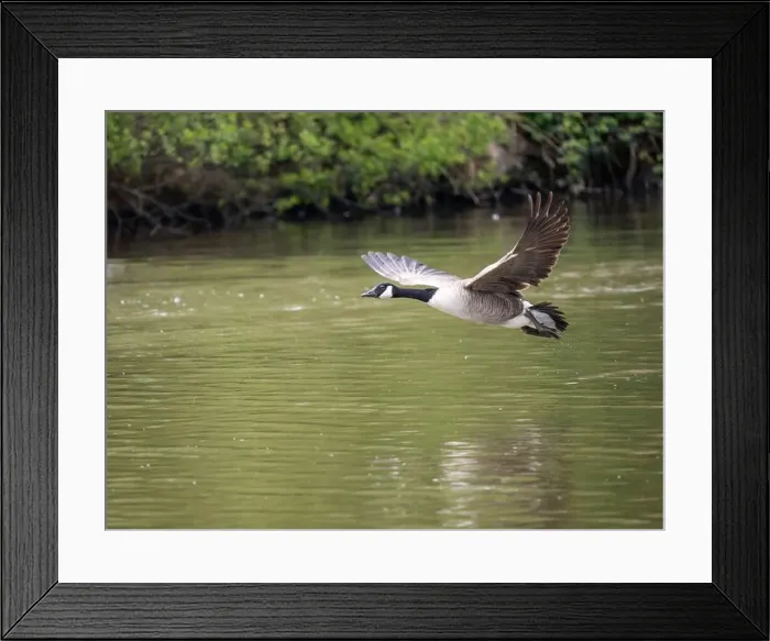 Framed Print : Canada Goose Taking Off on a Lake Framed Print : Canada Goose Taking Off on a Lake