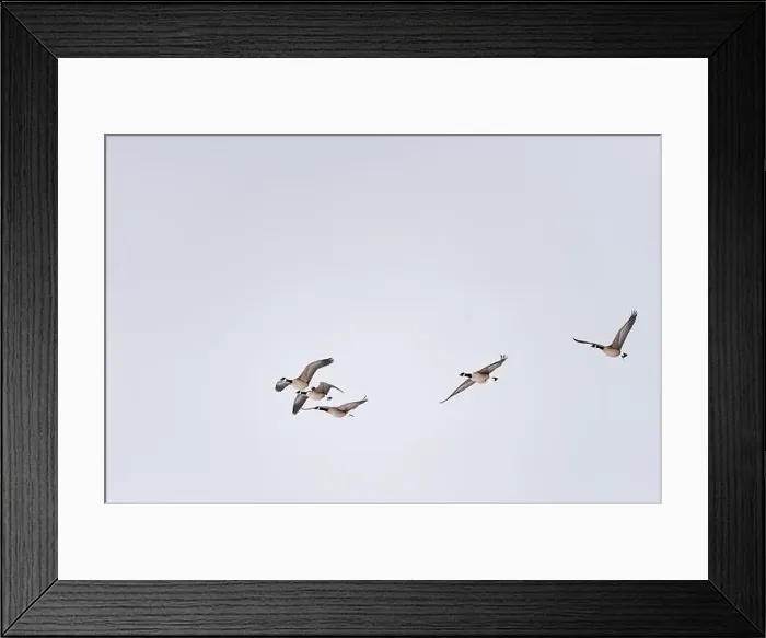 Framed Print : SEASONAL WINTER IN Ontario Framed Print : SEASONAL WINTER IN Ontario