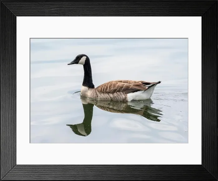 Framed Print : Germany, North Rhine-Westphalia, Ruhr area, Essen, Lake Baldenay, Canada goose (Branta canadensis) Framed Print : Germany, North Rhine-Westphalia, Ruhr area, Essen, Lake Baldenay, Canada goose (Branta canadensis)