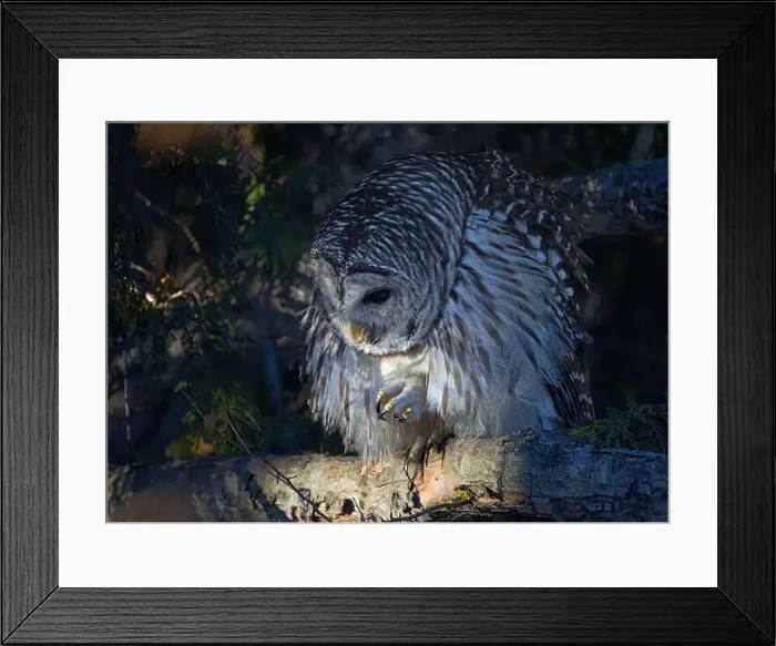 Framed Print : A Barred owl (Strix varia) perched in a tree in the winter forest in Canada Framed Print : A Barred owl (Strix varia) perched in a tree in the winter forest in Canada
