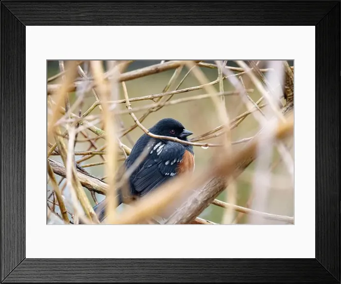 Framed Print : Spotted towhee (Pipilo maculatus) in a shrub during the wintertime in British Columbia